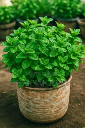Greenhome Spearmint