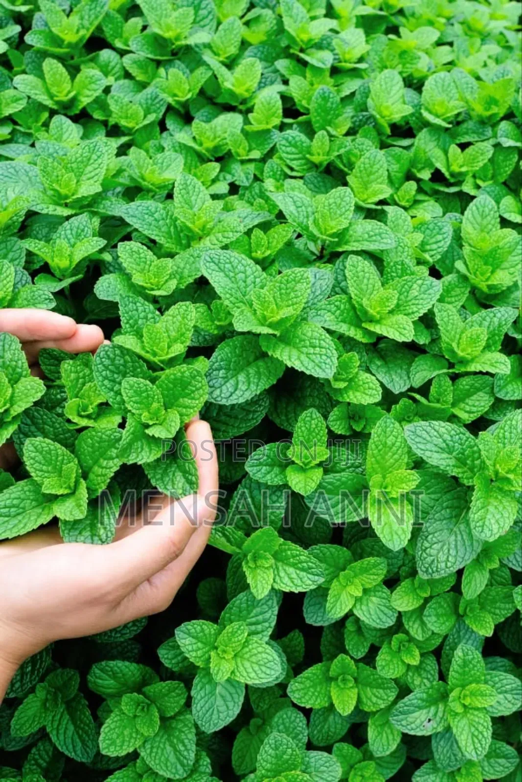 Greenhome Spearmint