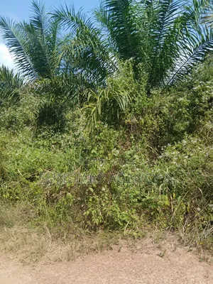 Farm Land For Sale In Hohoe