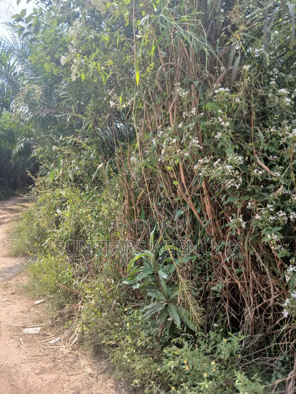 Farm Land For Sale In Hohoe