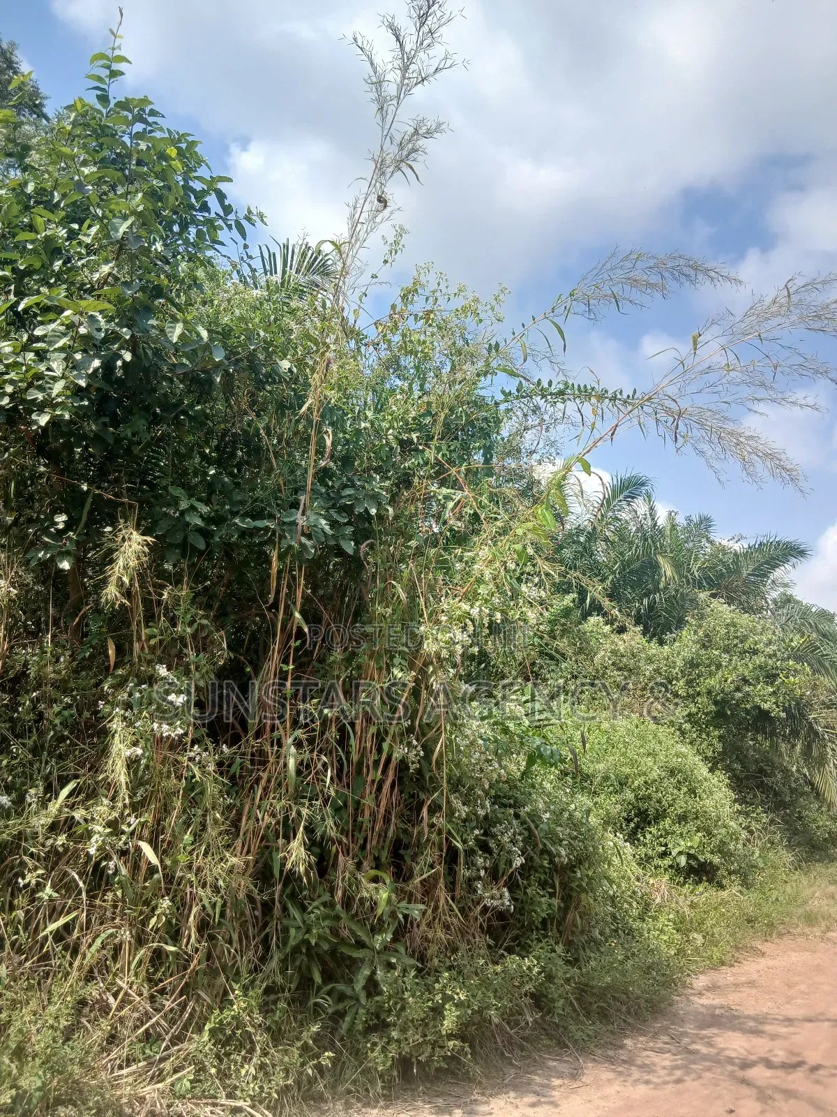 Farm Land For Sale In Hohoe