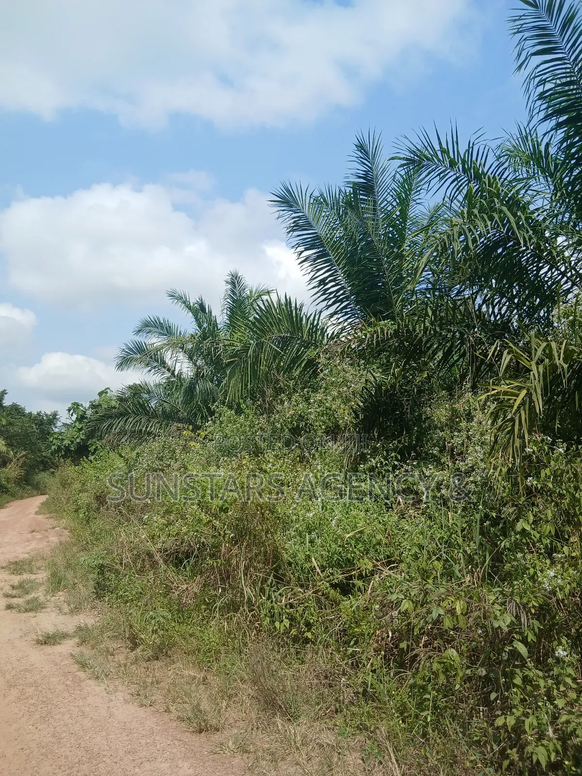 Farm Land For Sale In Hohoe