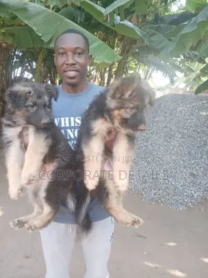 1-3 months Male Purebred German Shepherd
