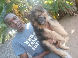 1-3 months Male Purebred German Shepherd