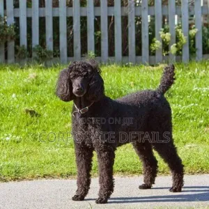 1-3 months Female Purebred Poodle