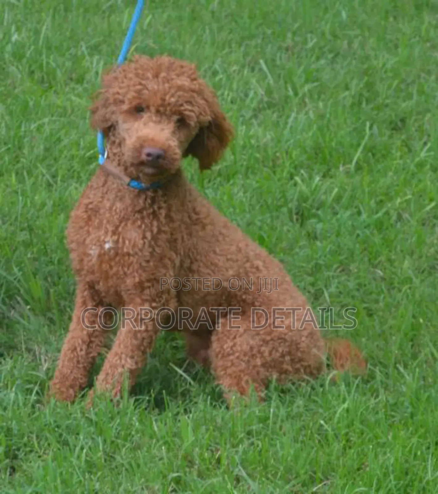 1-3 months Female Purebred Poodle