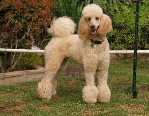 1-3 months Female Purebred Poodle
