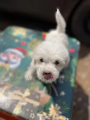 1-3 months Male Mixed Breed Maltipoo