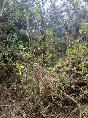 Farm Land for Sale at Wegbe,Hohoe
