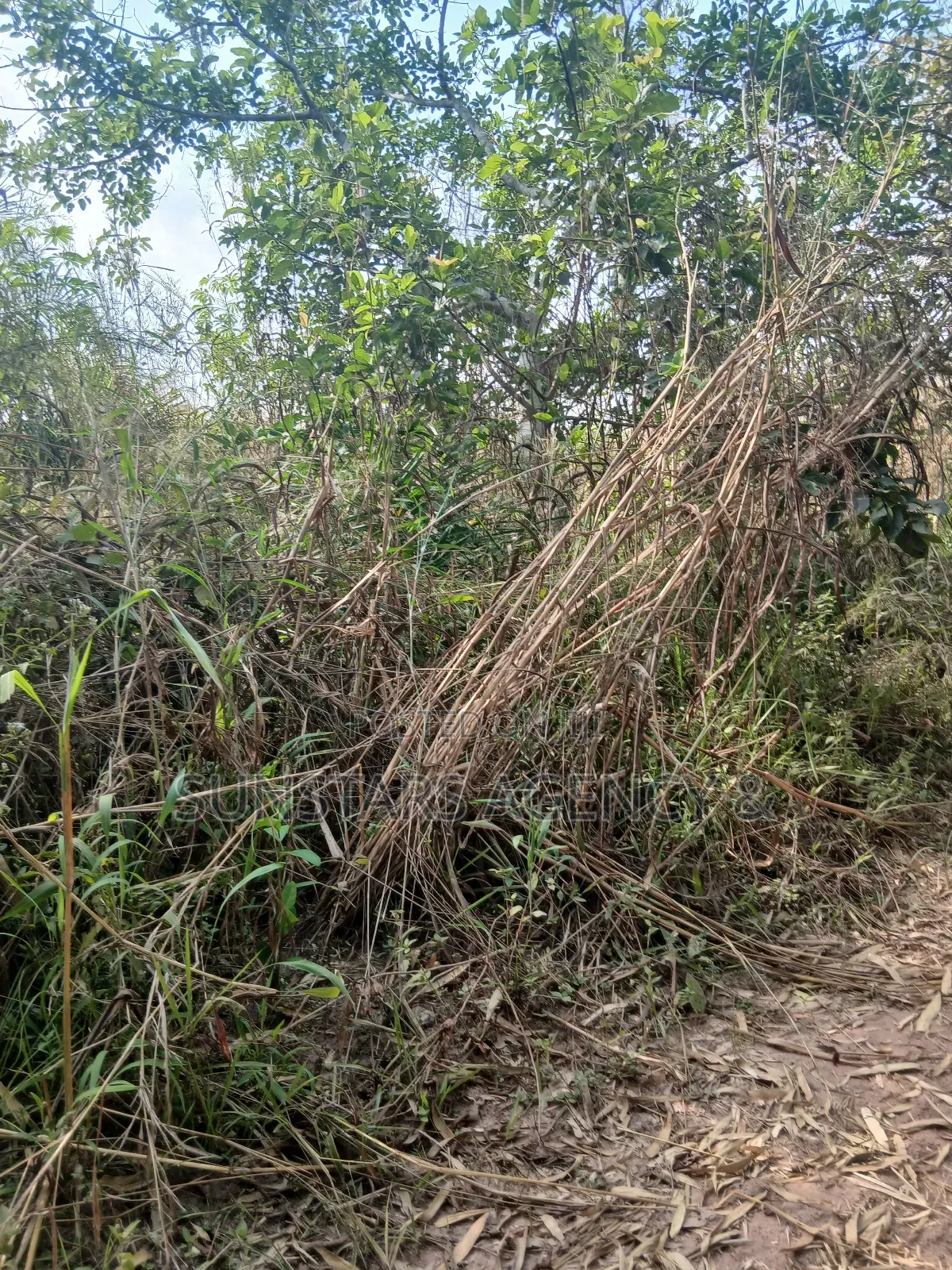 Farm Land for Sale at Wegbe,Hohoe