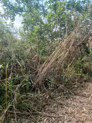Farm Land for Sale at Wegbe,Hohoe
