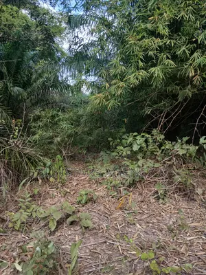 Farm Land for Sale at Wegbe,Hohoe