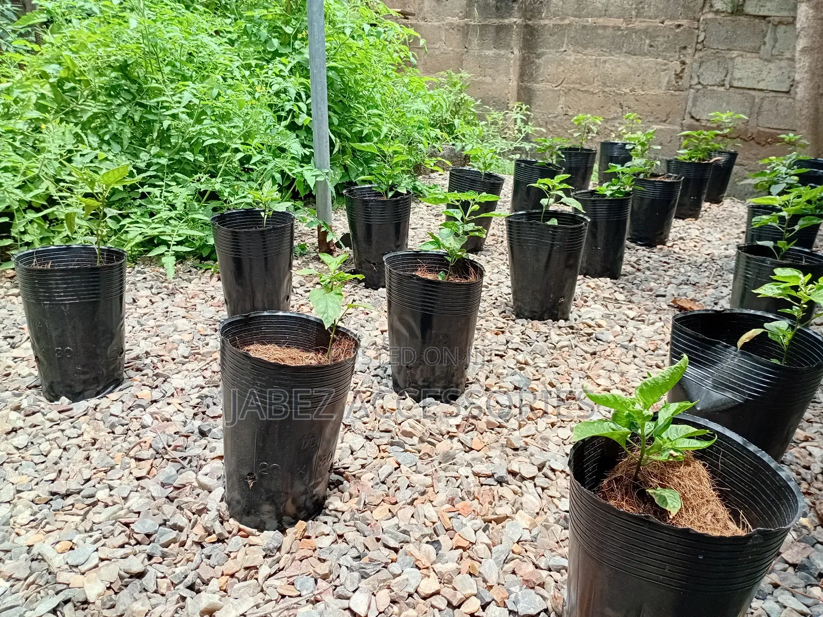 Garden Setup And Landscaping