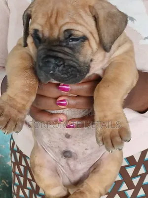 1-3 months Male Purebred Boerboel