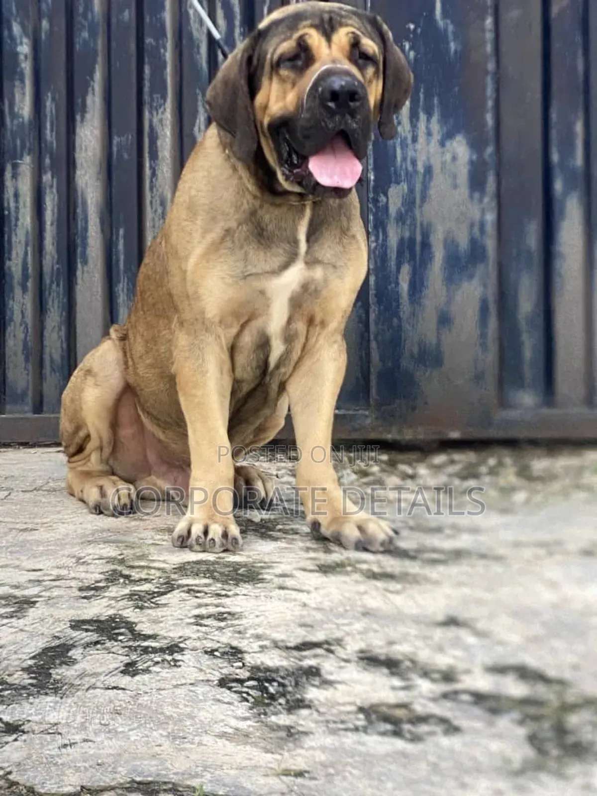 1-3 months Female Purebred Boerboel