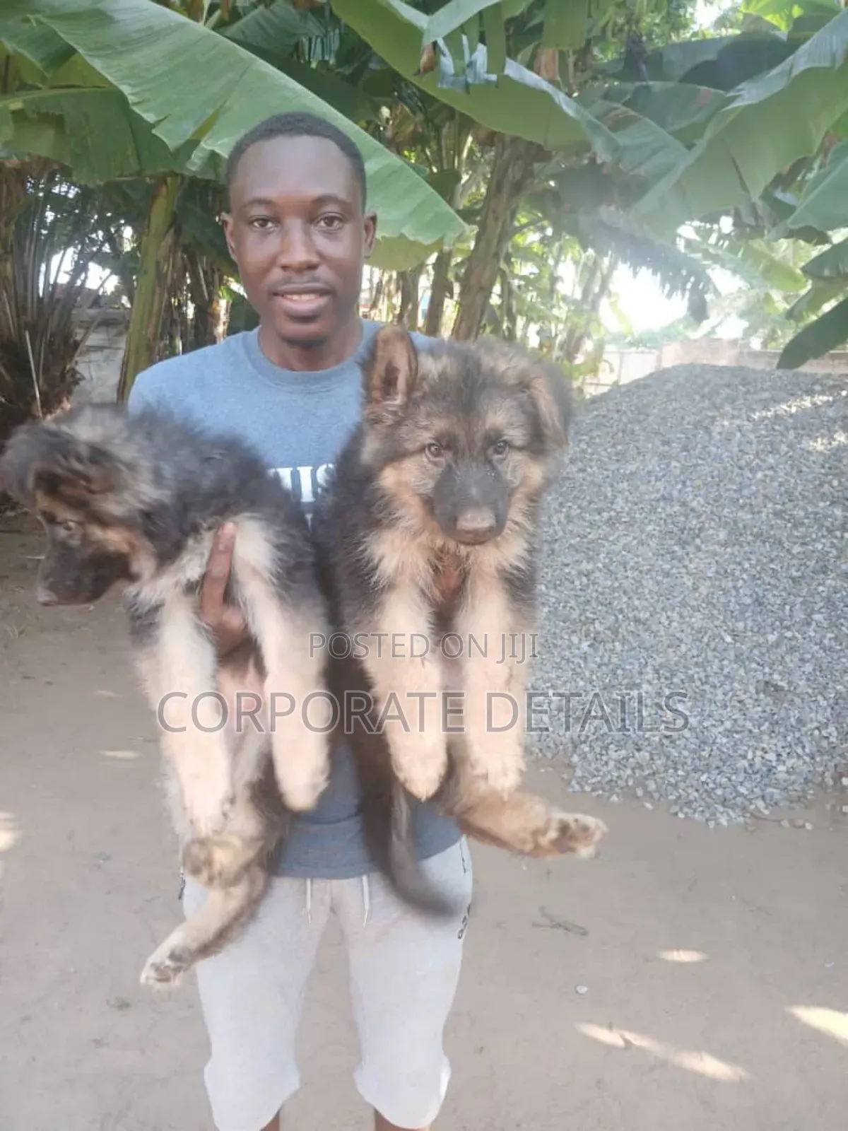 1-3 months Female Purebred German Shepherd