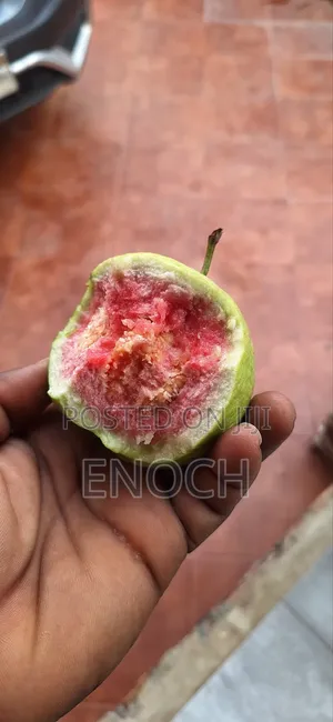Large Exotic Organic Guava Seedling