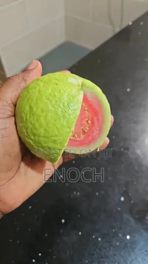Large Exotic Organic Guava Seedling
