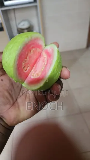 Large Exotic Organic Guava Seedling