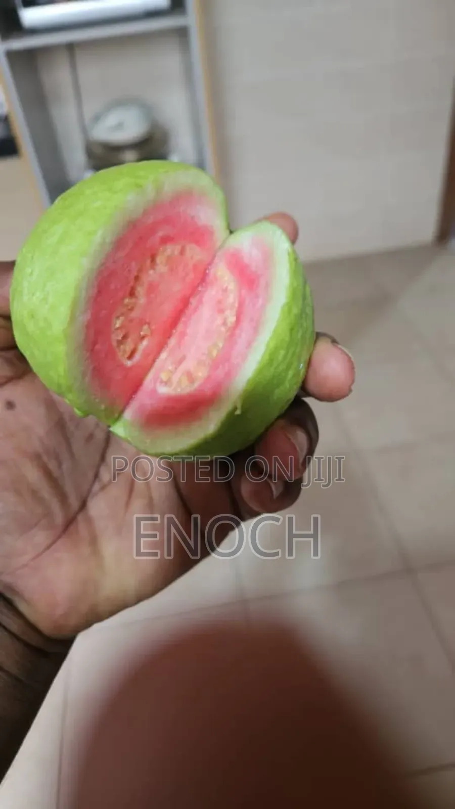 Large Exotic Organic Guava Seedling