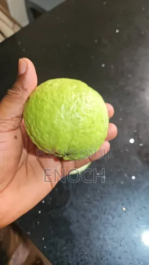 Large Exotic Organic Guava Seedling