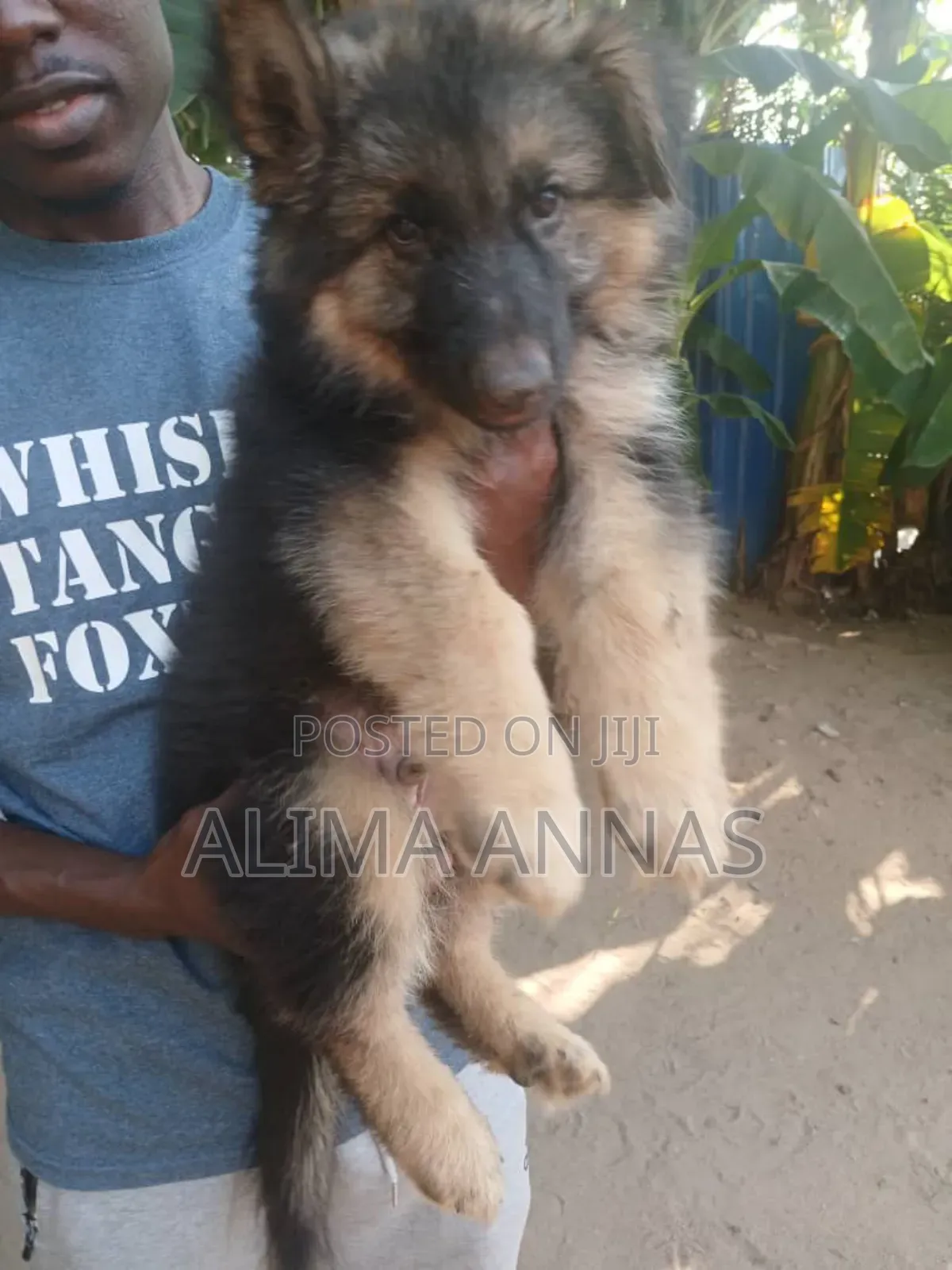 1-3 months Male Purebred German Shepherd