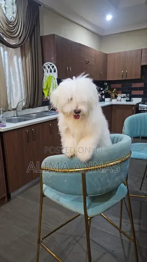 1-3 months Male Purebred Maltese