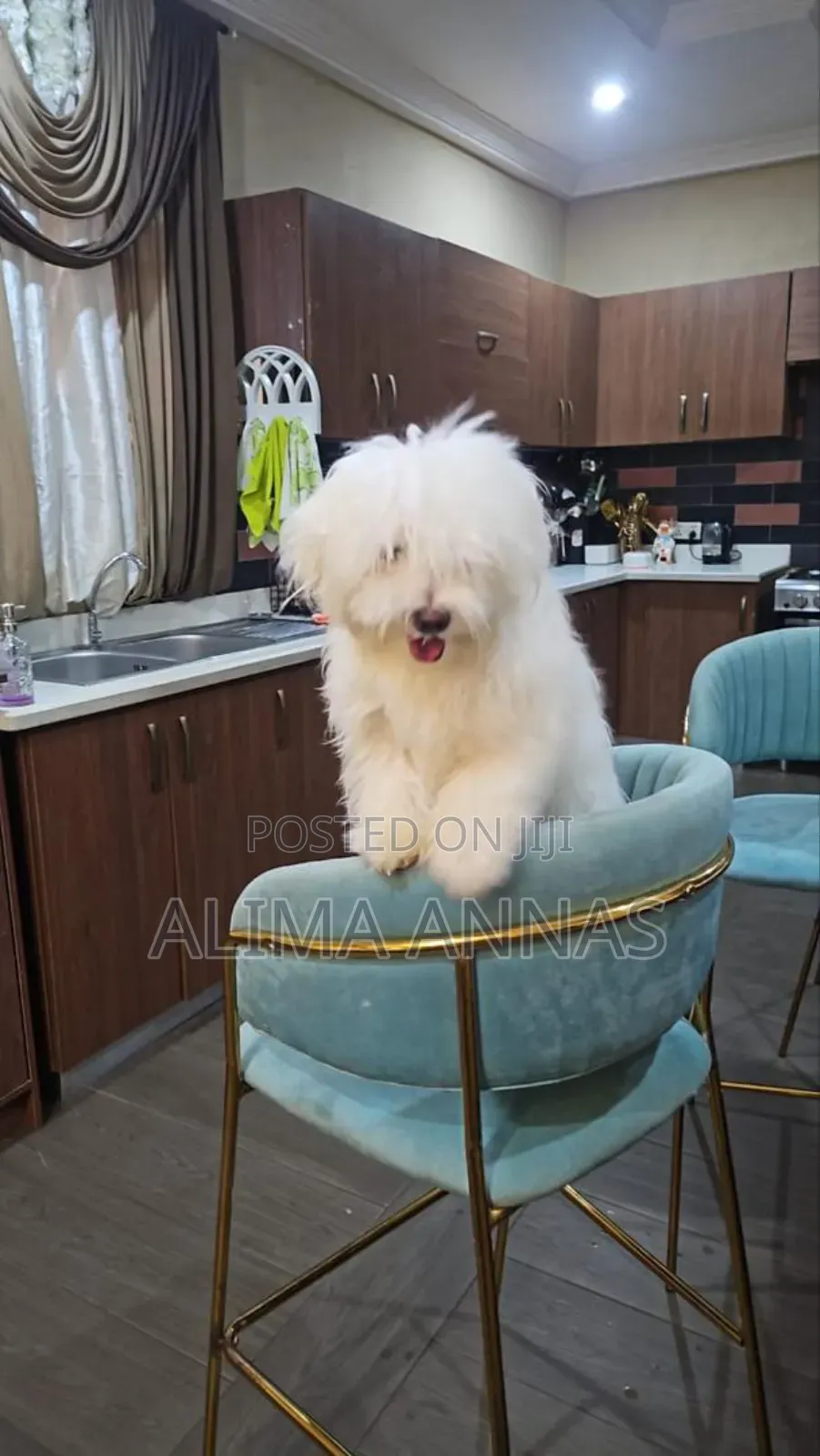 1-3 months Male Purebred Maltese