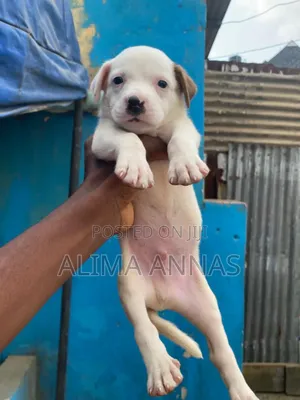 1-3 months Male Purebred American Pit Bull Terrier