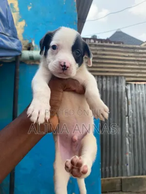 1-3 months Male Purebred American Pit Bull Terrier
