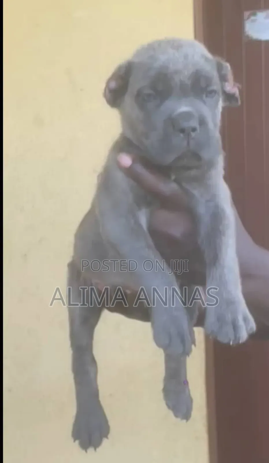 1-3 months Male Purebred Cane Corso