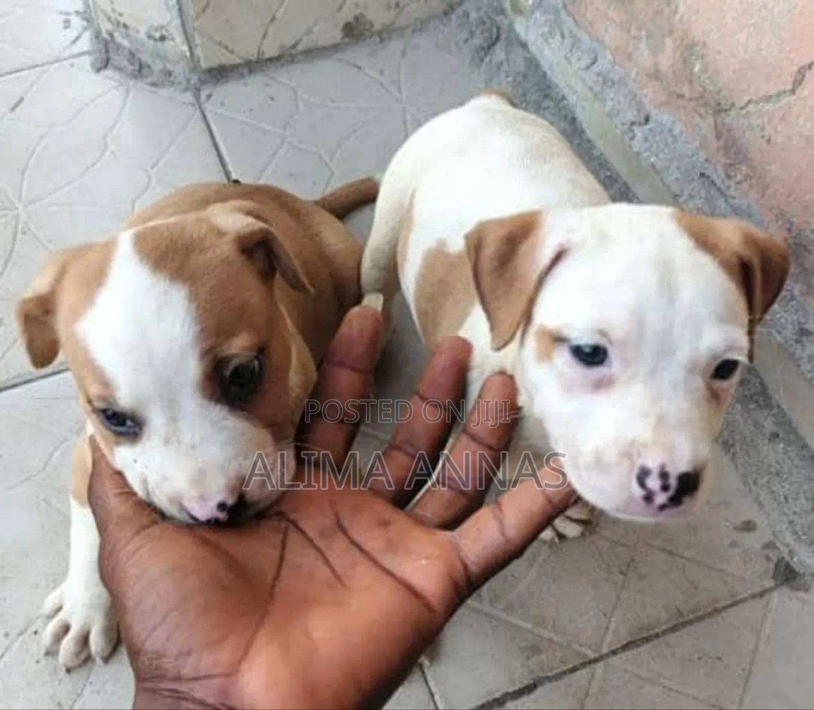 1-3 months Female Purebred American Pit Bull Terrier