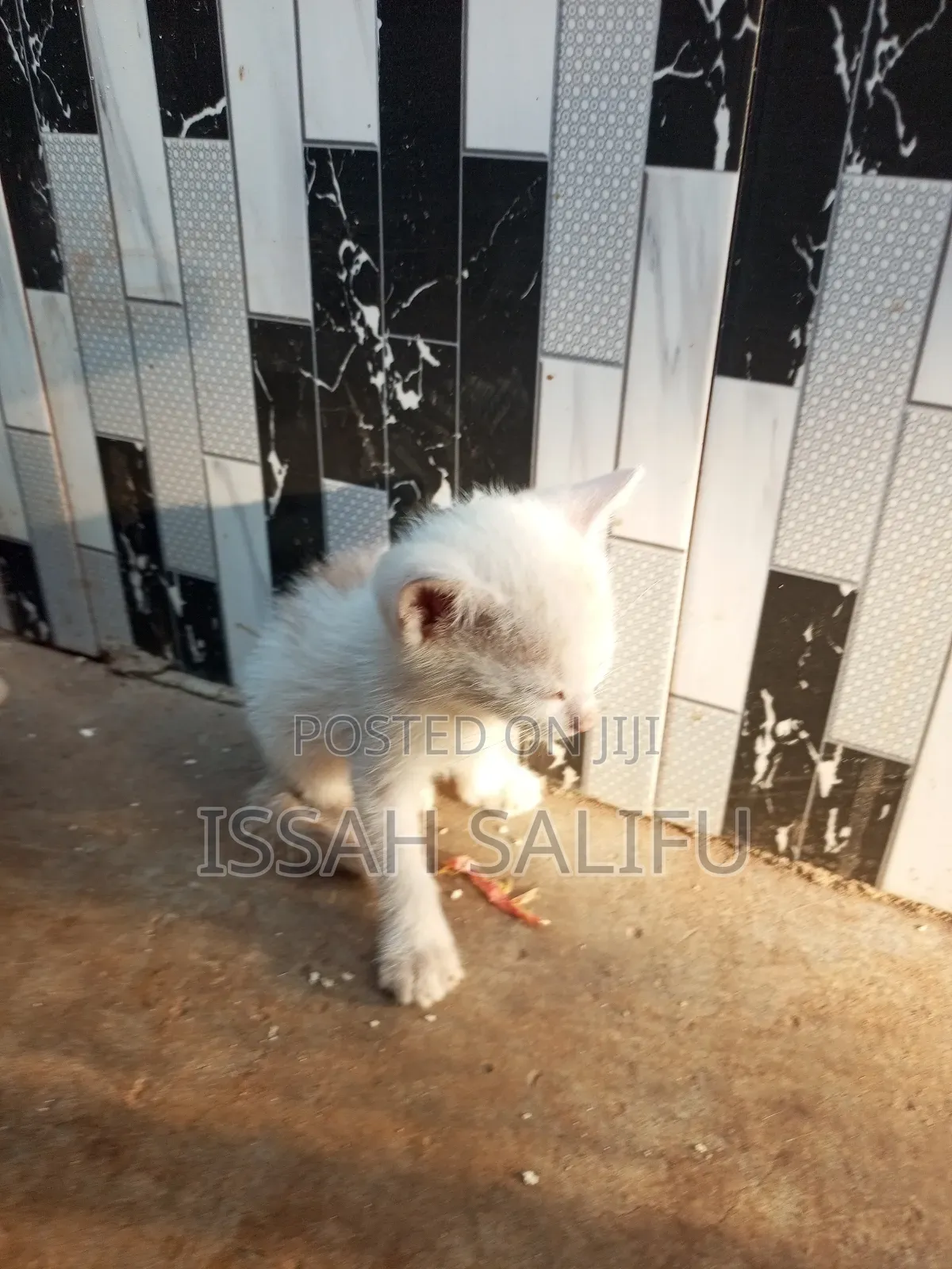 0-1 month Male Mixed Breed Mongrel (No Breed)
