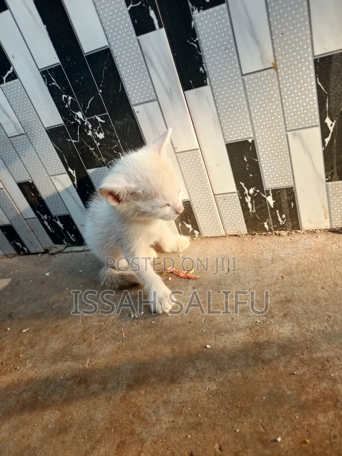 0-1 month Male Mixed Breed Mongrel (No Breed)