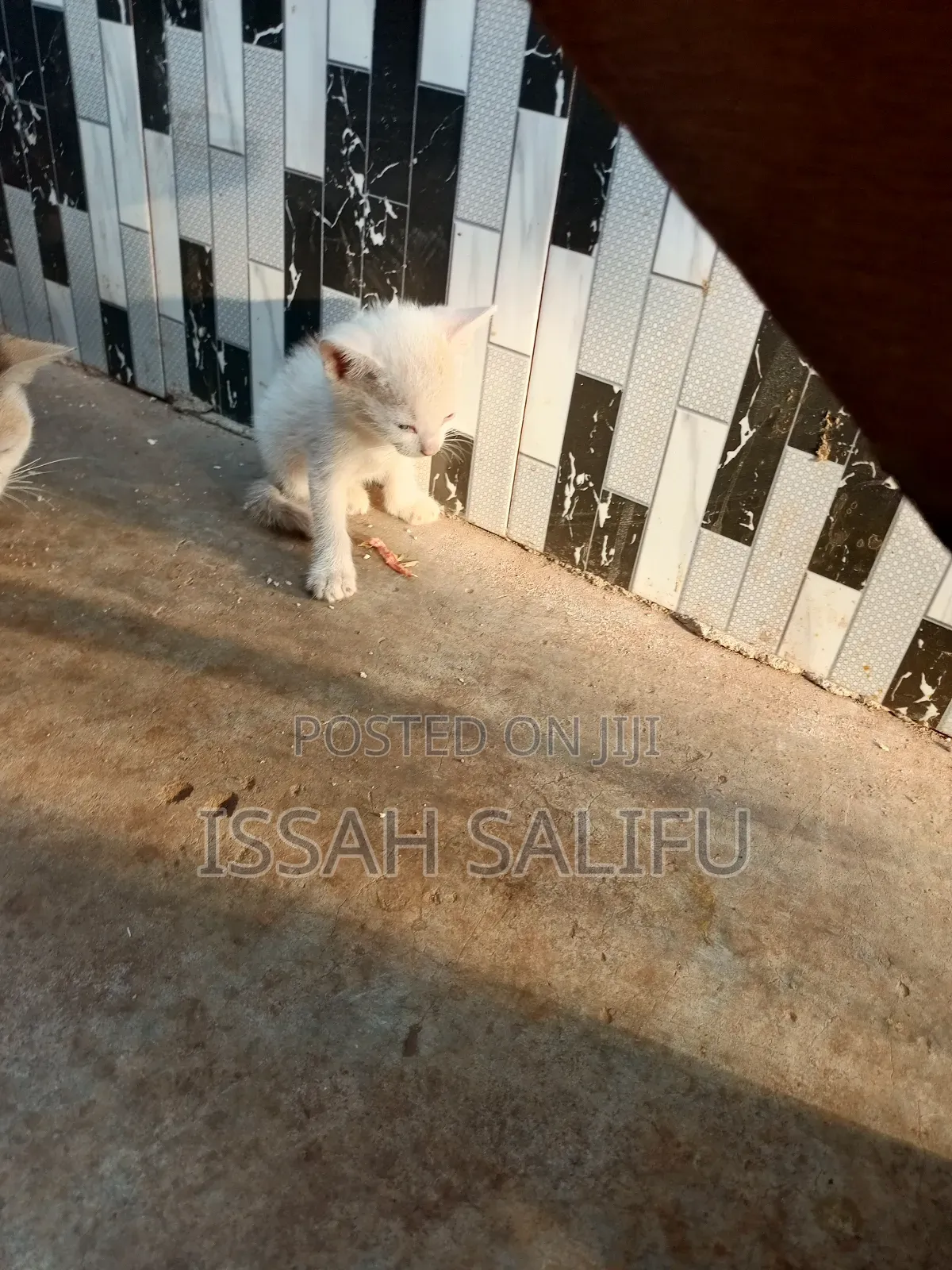 0-1 month Male Mixed Breed Mongrel (No Breed)