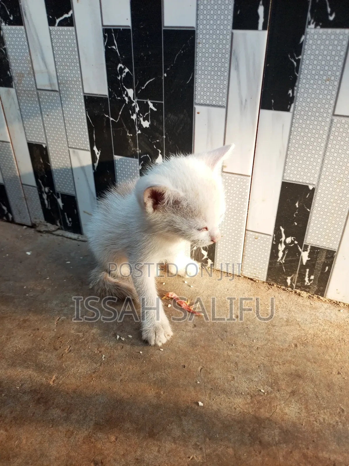 0-1 month Male Mixed Breed Mongrel (No Breed)