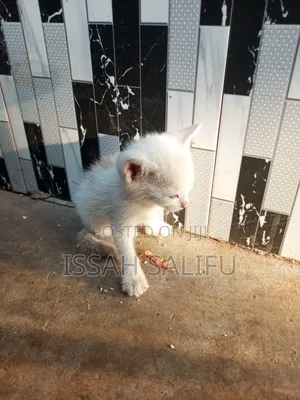 0-1 month Male Mixed Breed Mongrel (No Breed)