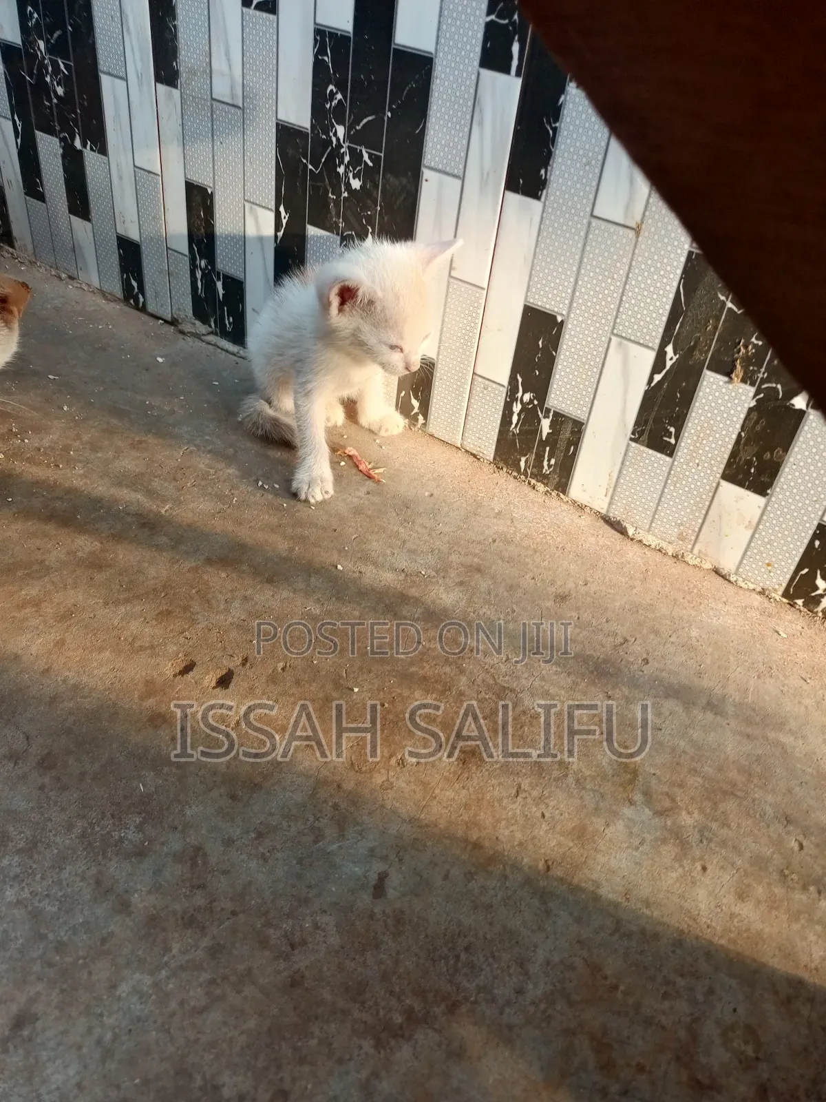 0-1 month Male Mixed Breed Mongrel (No Breed)