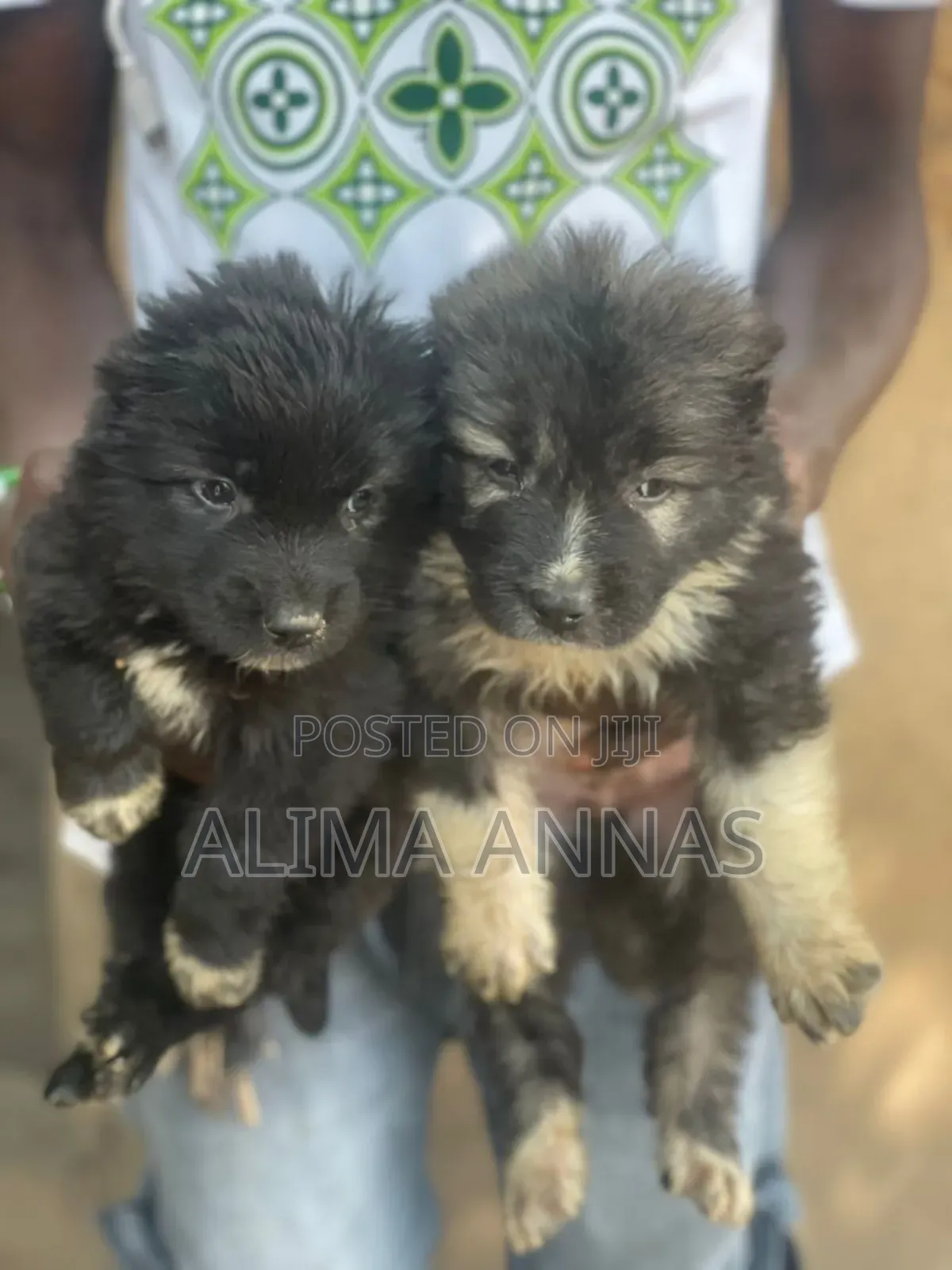 1-3 months Male Purebred Caucasian Shepherd