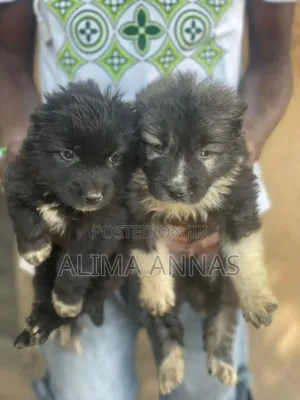 1-3 months Male Purebred Caucasian Shepherd