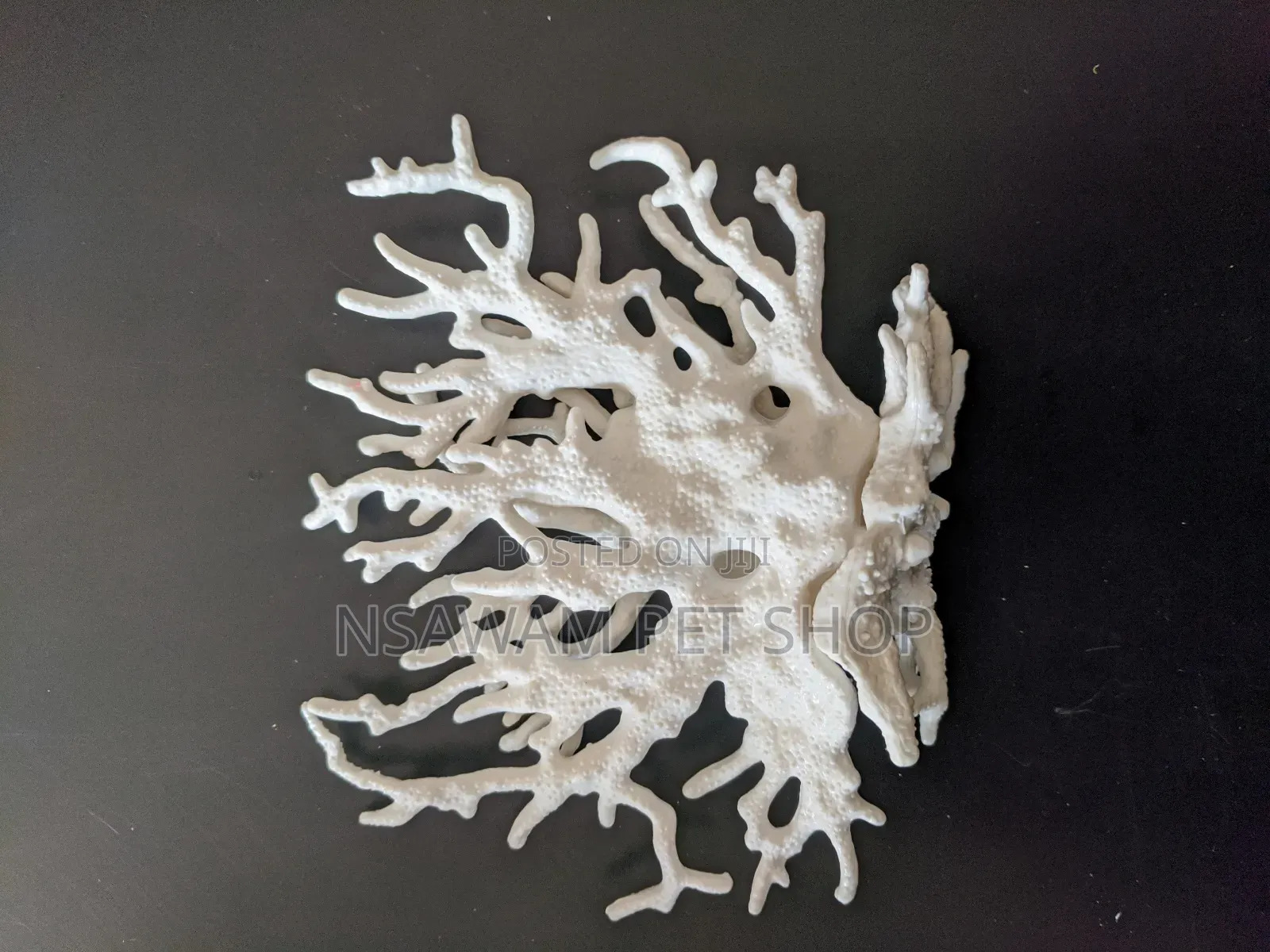 Staghorn Coral