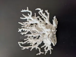 Staghorn Coral