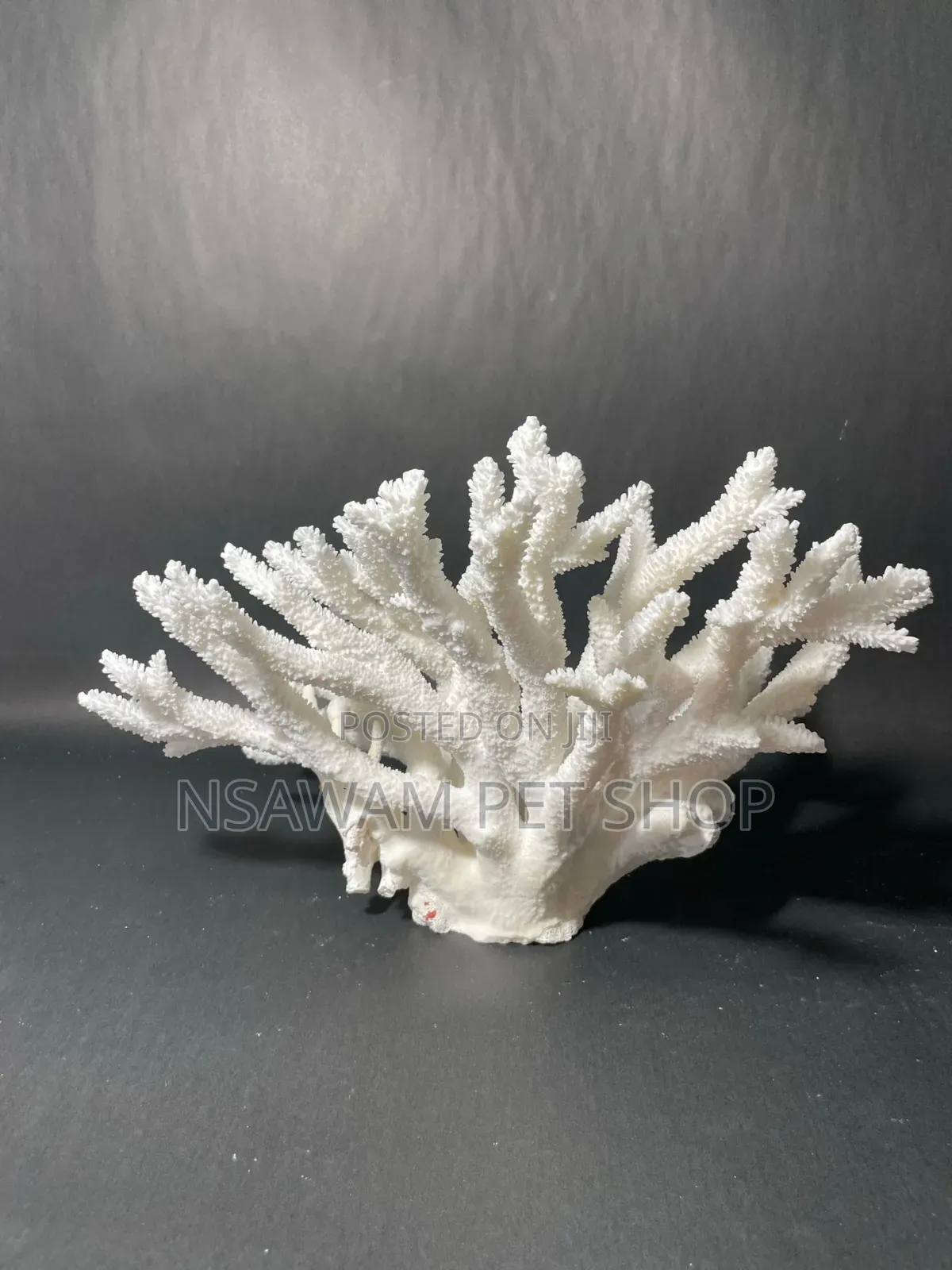 Staghorn Coral