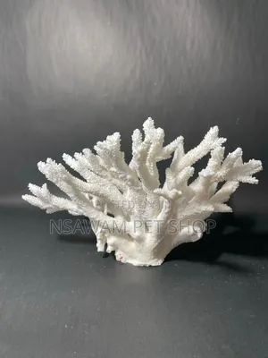 Staghorn Coral