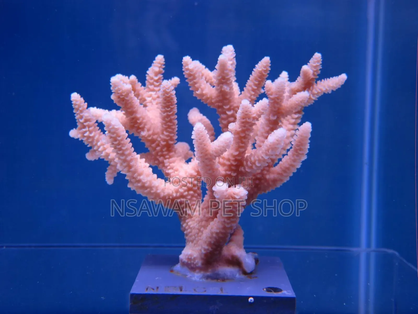 Staghorn Coral