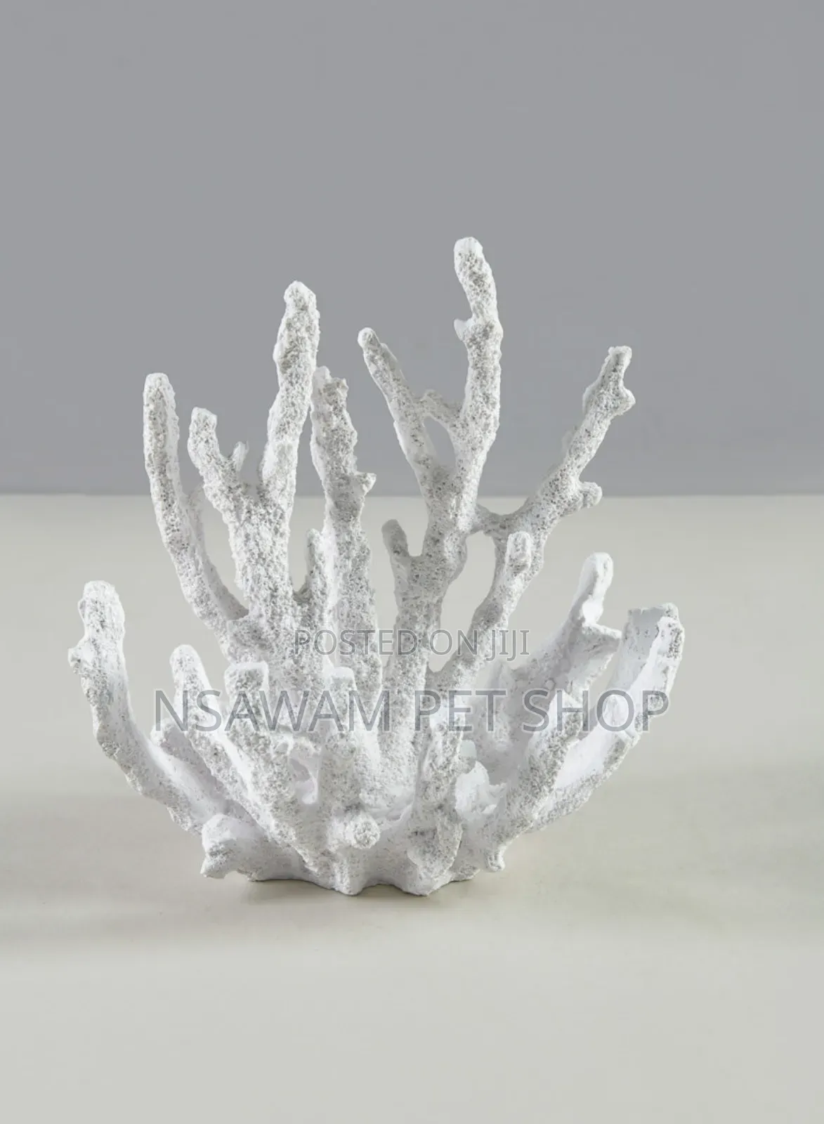 Staghorn Coral