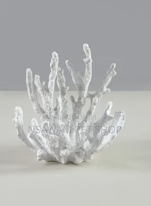 Staghorn Coral