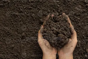 Black Soil (Garden Soil)