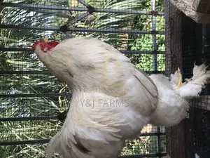 Pure Day Old Brahma