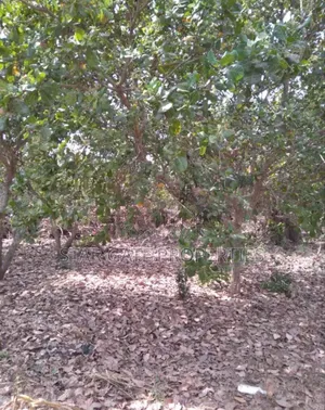 20 Acres Cashew Mango Farm for Sale